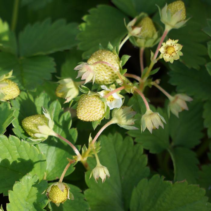 Green Strawberry Raw