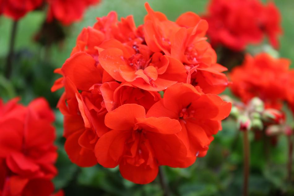 Balcony Blossom red