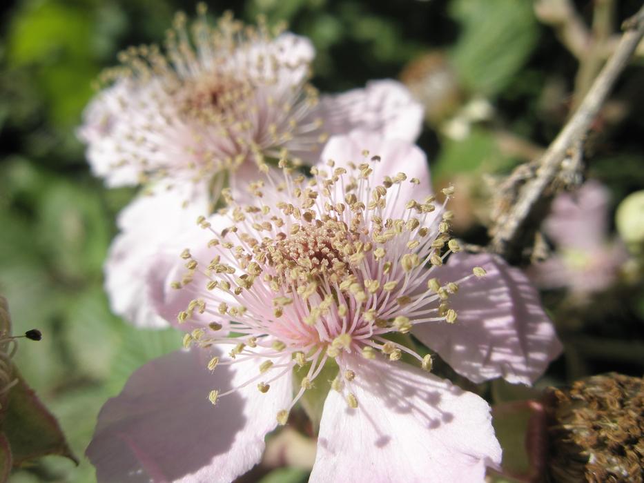Flowers Zarza