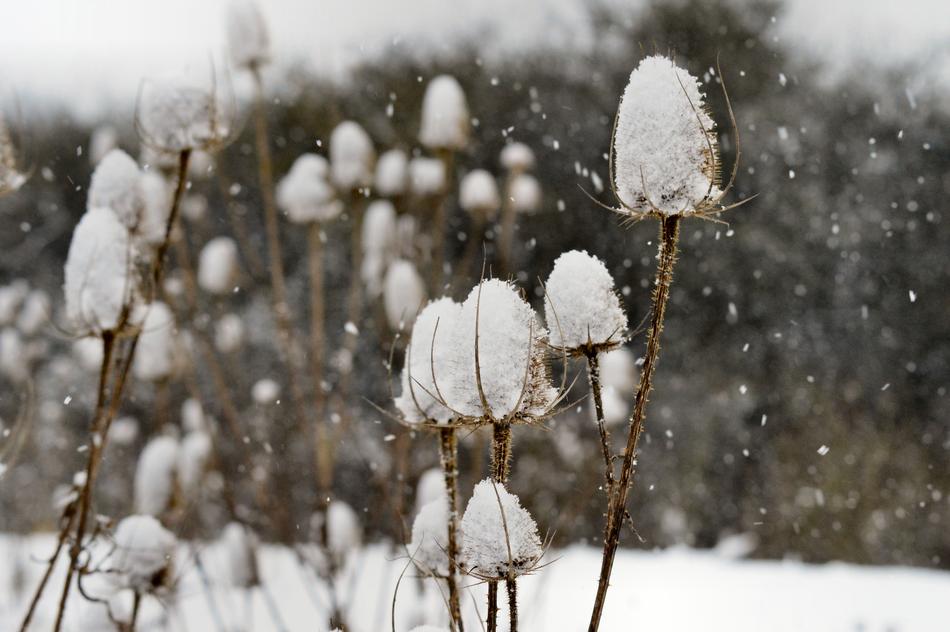 Beautiful, white thistles in snow, in the winter
