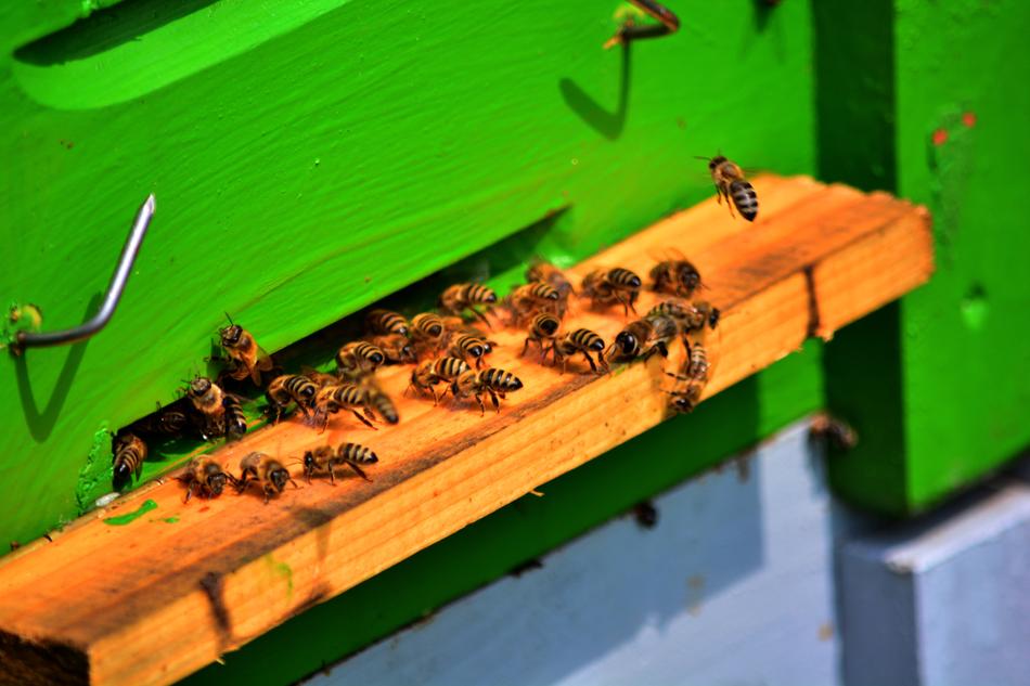 bees near the entrance to the wooden beehive