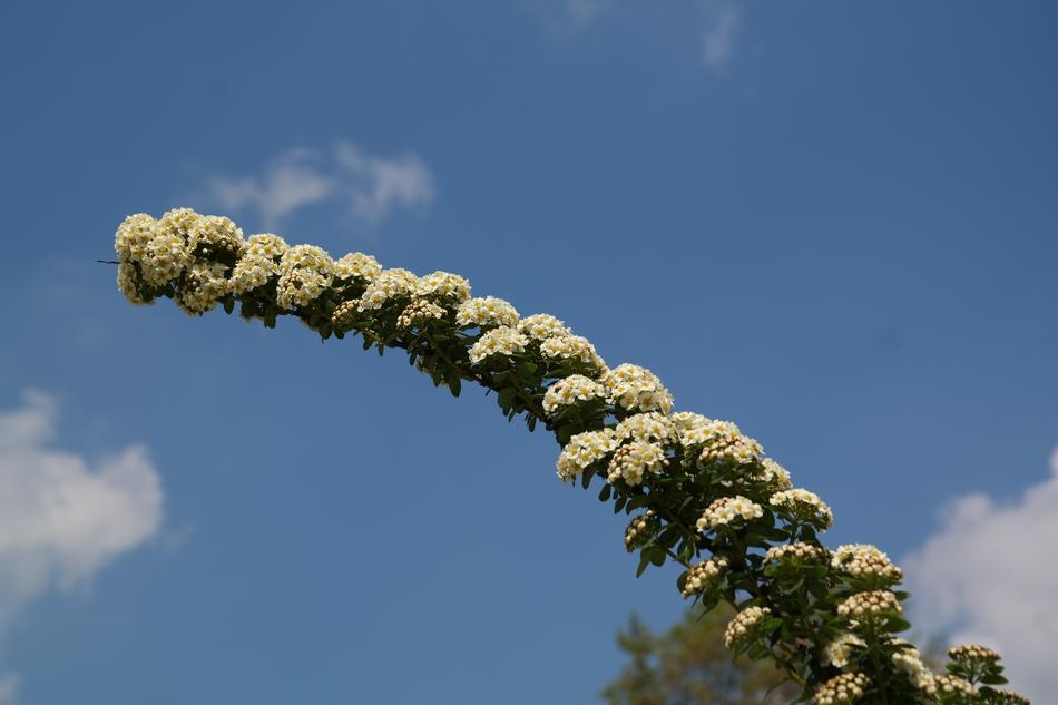 Bride Spiere as a Flowers