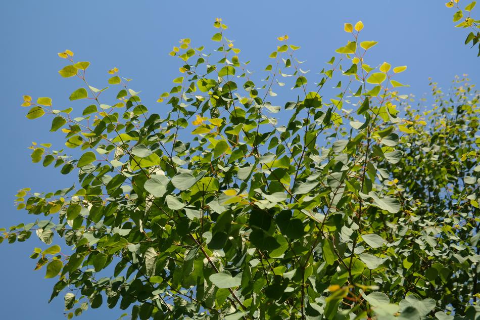 Beautiful Japanese Kuchenbaum tree with green leaves in sunlight, under the blue sky