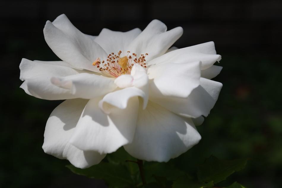 unusually beautiful Rose white cute