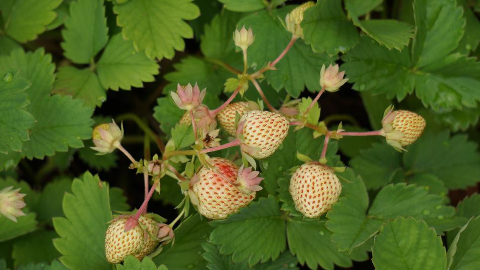 Close-up of the colorful and beautiful strawberries with green leaves
