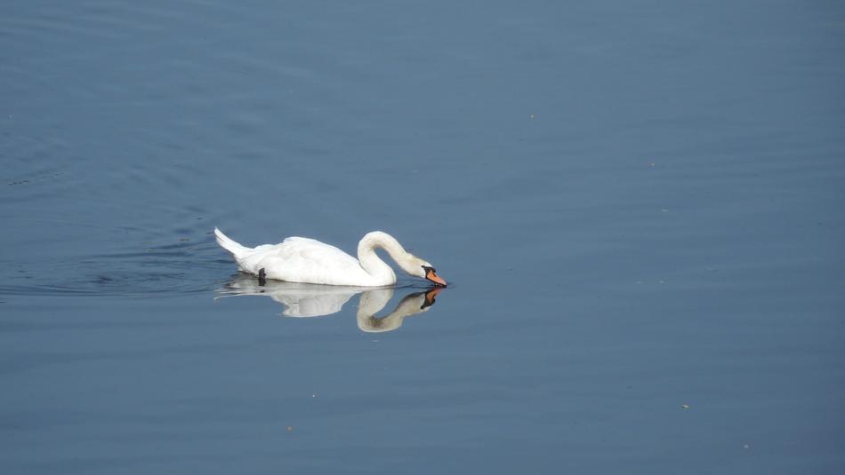 Swan on water Reflection