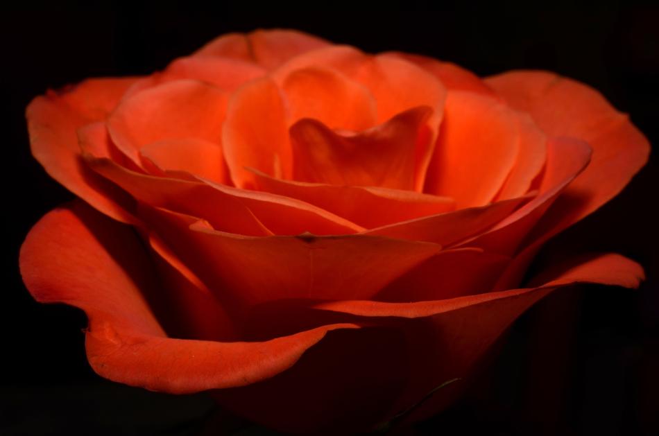 Rose, Red Blossom at darkness