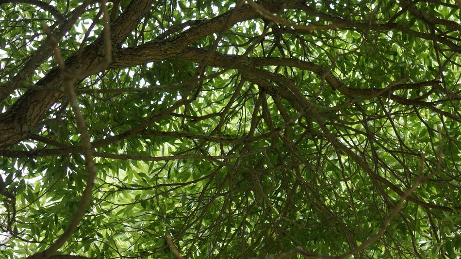 Foliage Silver Willow Deciduous