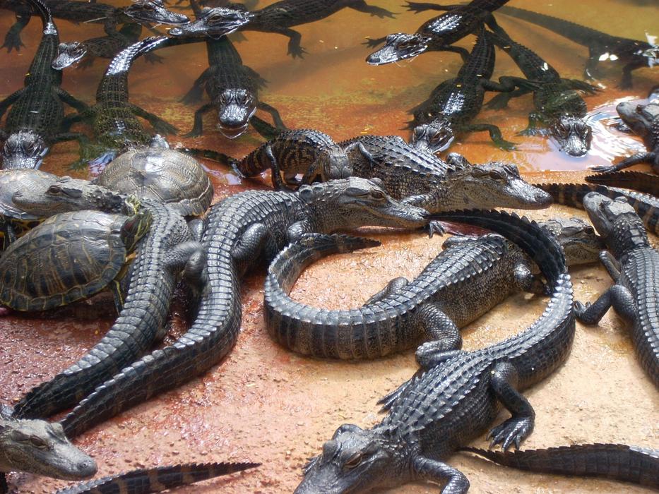 Alligators Swamp Everglades on farm