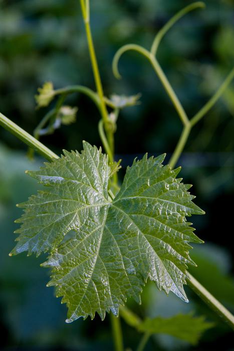 winegrowing Entwine leaf