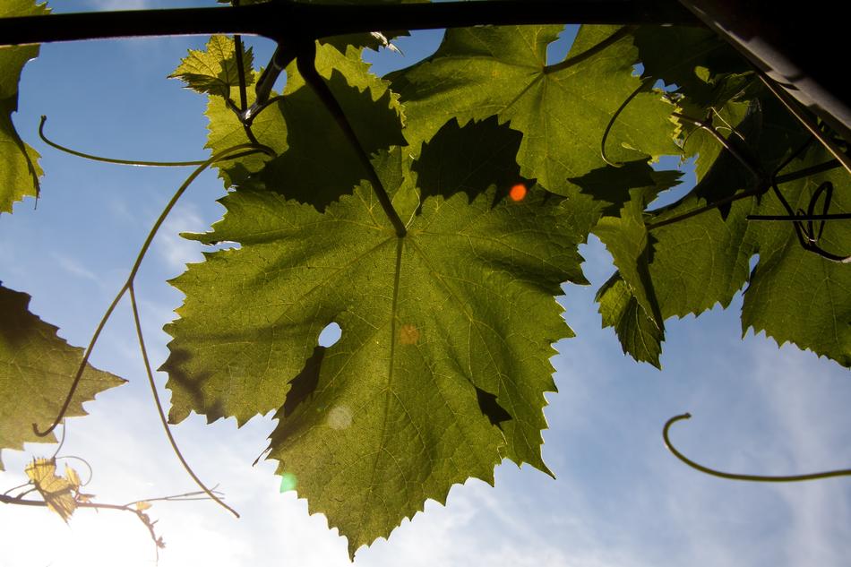 Winegrowing Entwine leaves at sunlight