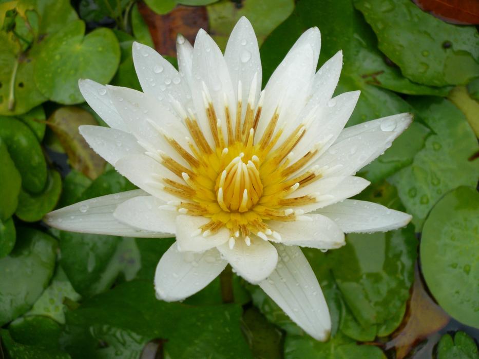 impressively beautiful White Water Lily