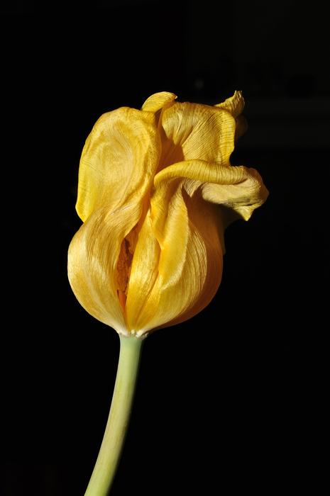 fabulous Flower Tulip Yellow