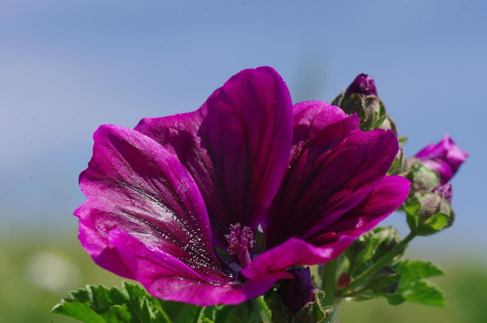absolutely beautiful Flower