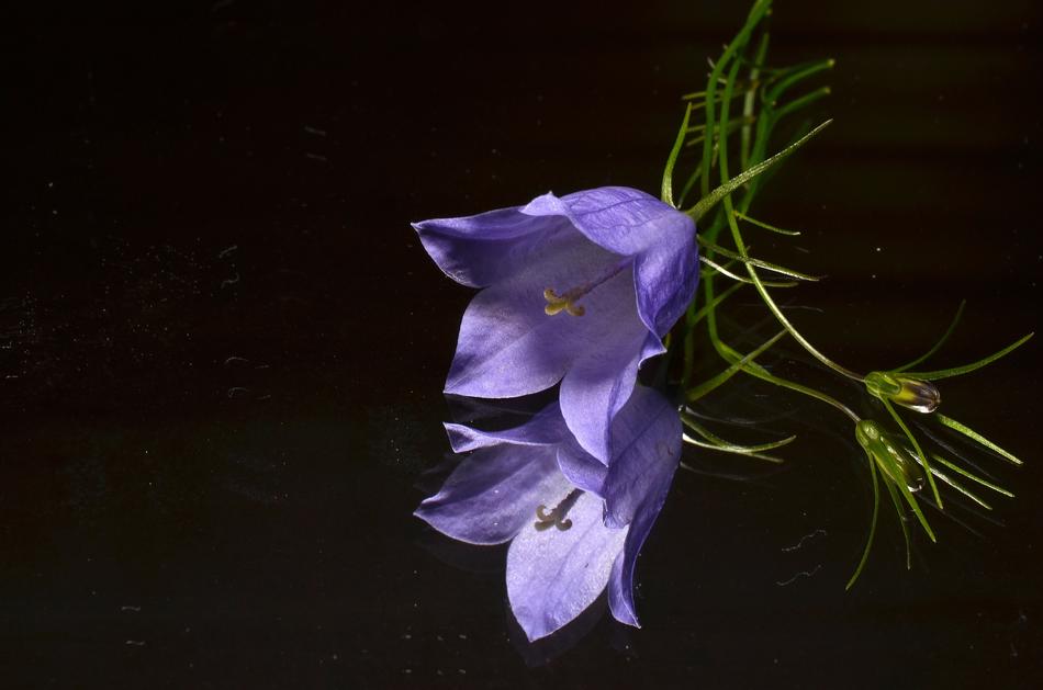 perfect Blue Flower