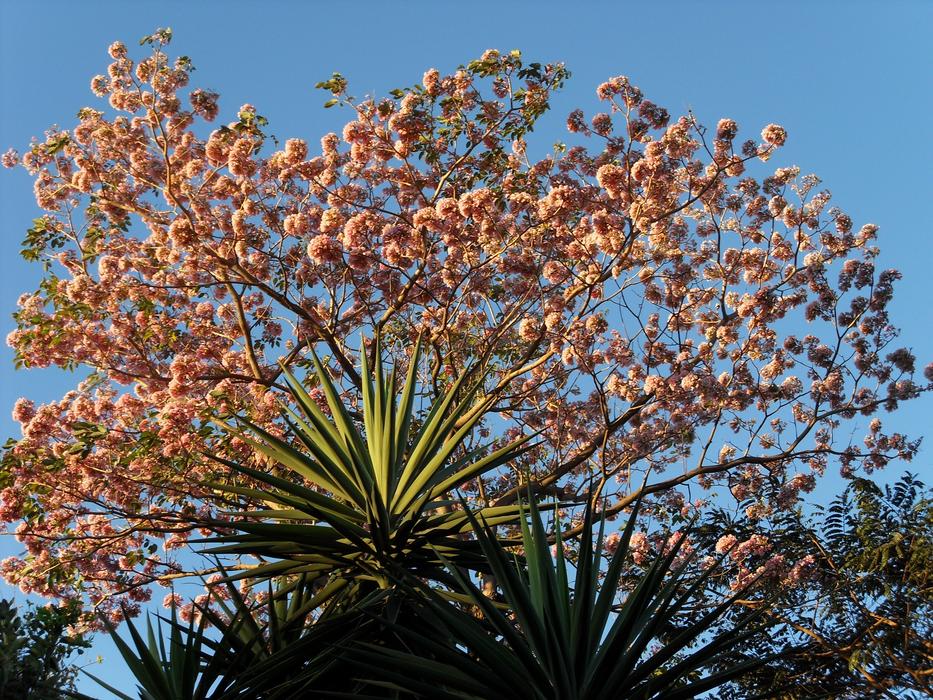 Flower Izote Maquilishuat
