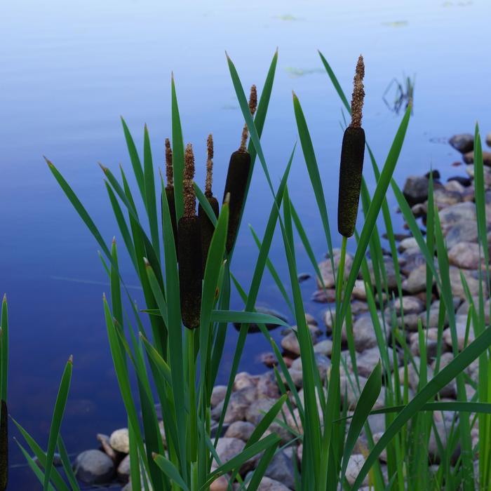 reeds on the rocky lakeside