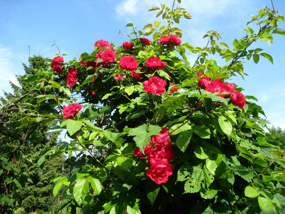 red climbing Rose plant on Trellis at Sky