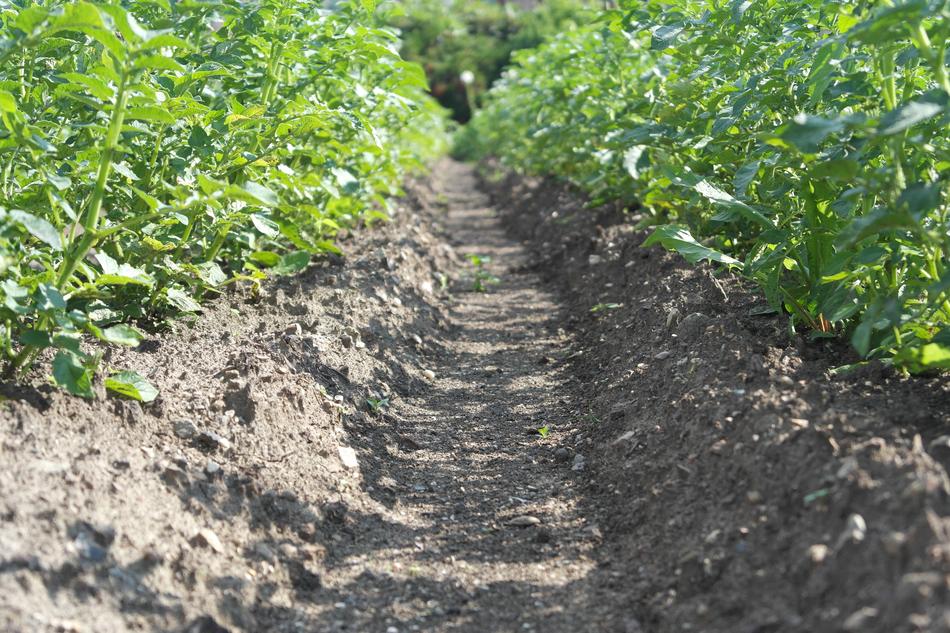 Potato Alley Between