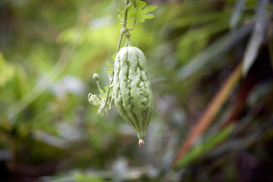 young pumpkin flower on a bush close-up