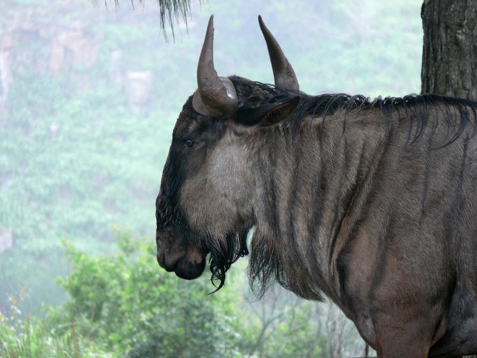 Blue Wildebeest Gnu Brindled animal