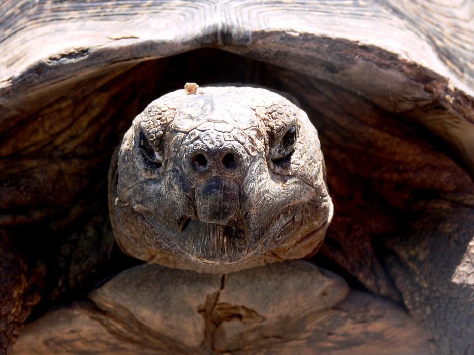 Portrait of the cute, colorful and beautiful tortoise in sunlight and shadow
