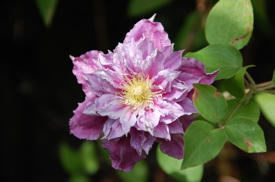 incredibly beautiful Clematis Flower in Garden