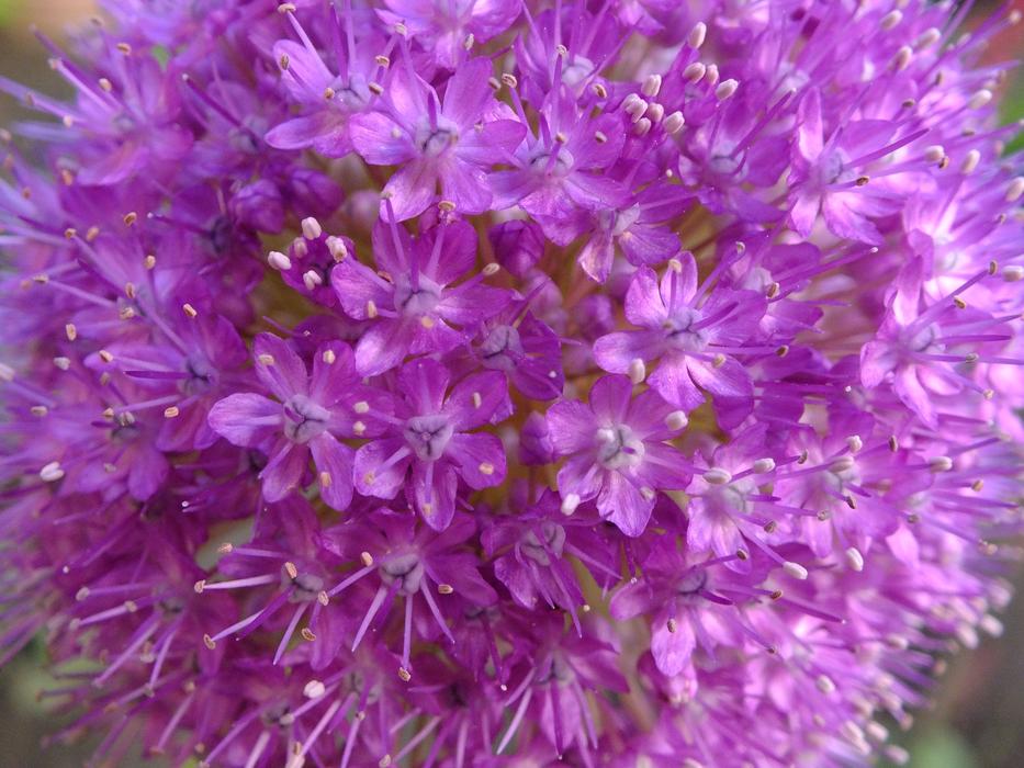 Gömbvirág Tiny Flower