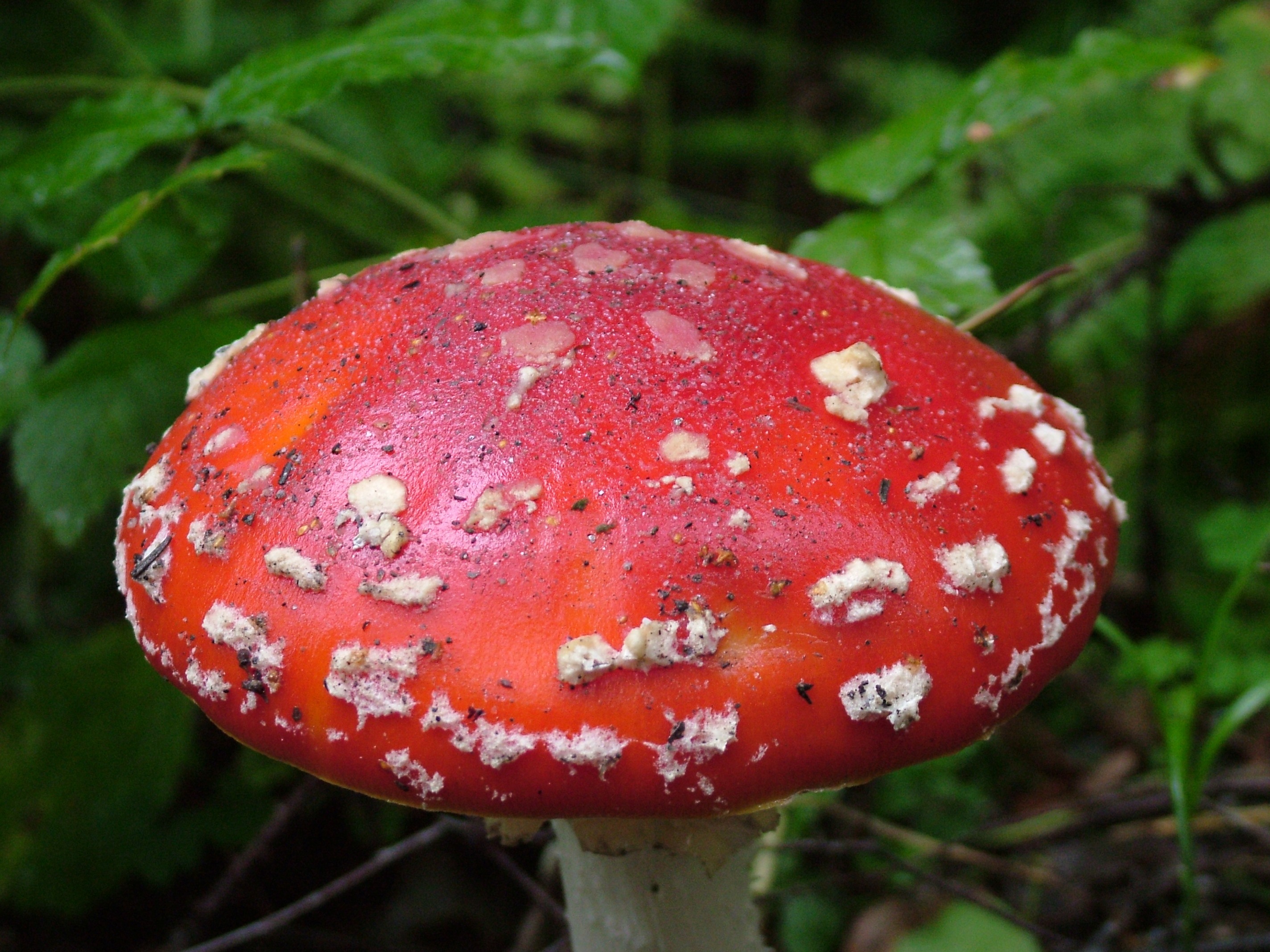 Red Toxic Fly Agaric mushroom plant free image download