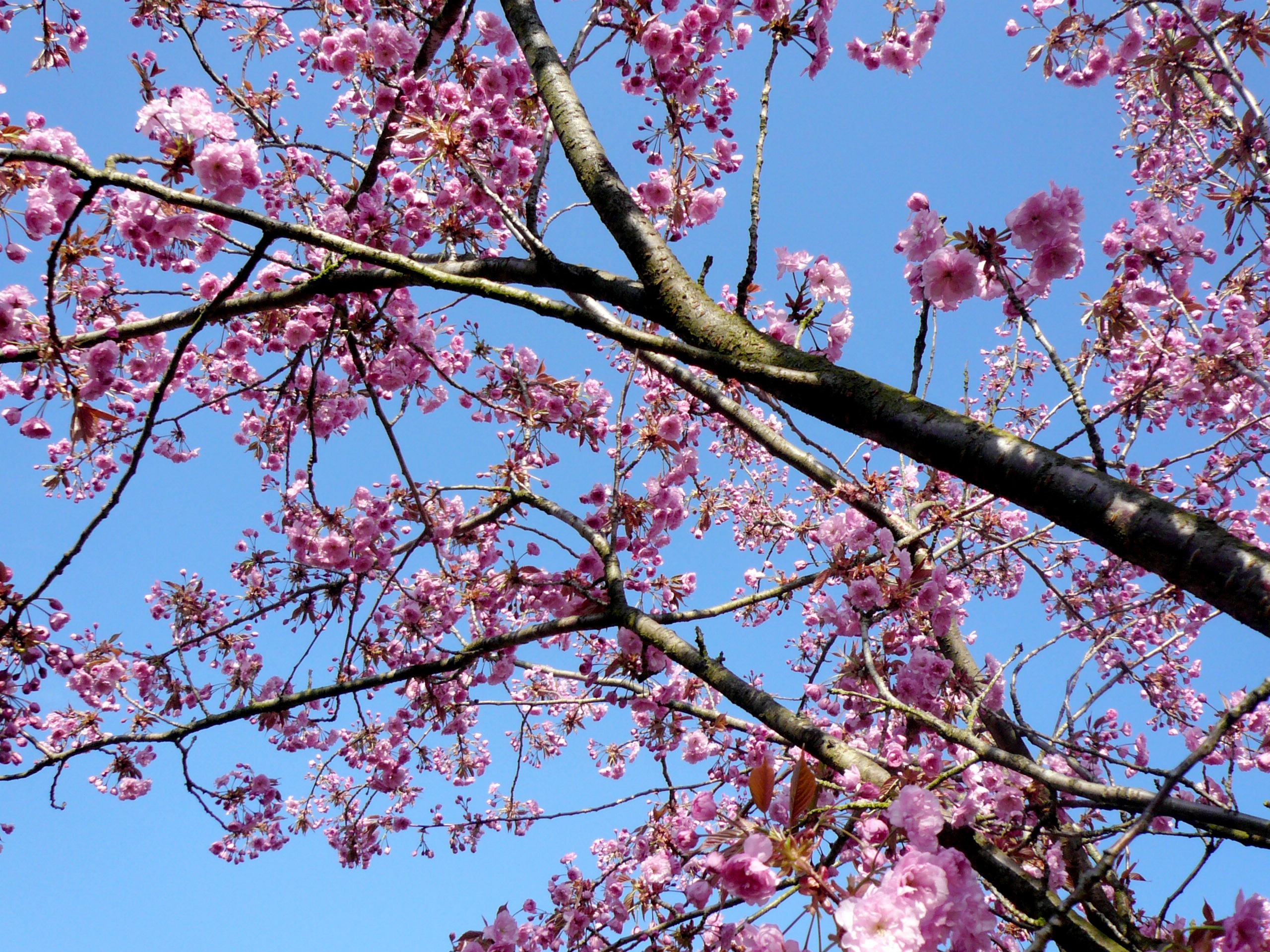 Ornamental Cherry Spring Pink tree free image download