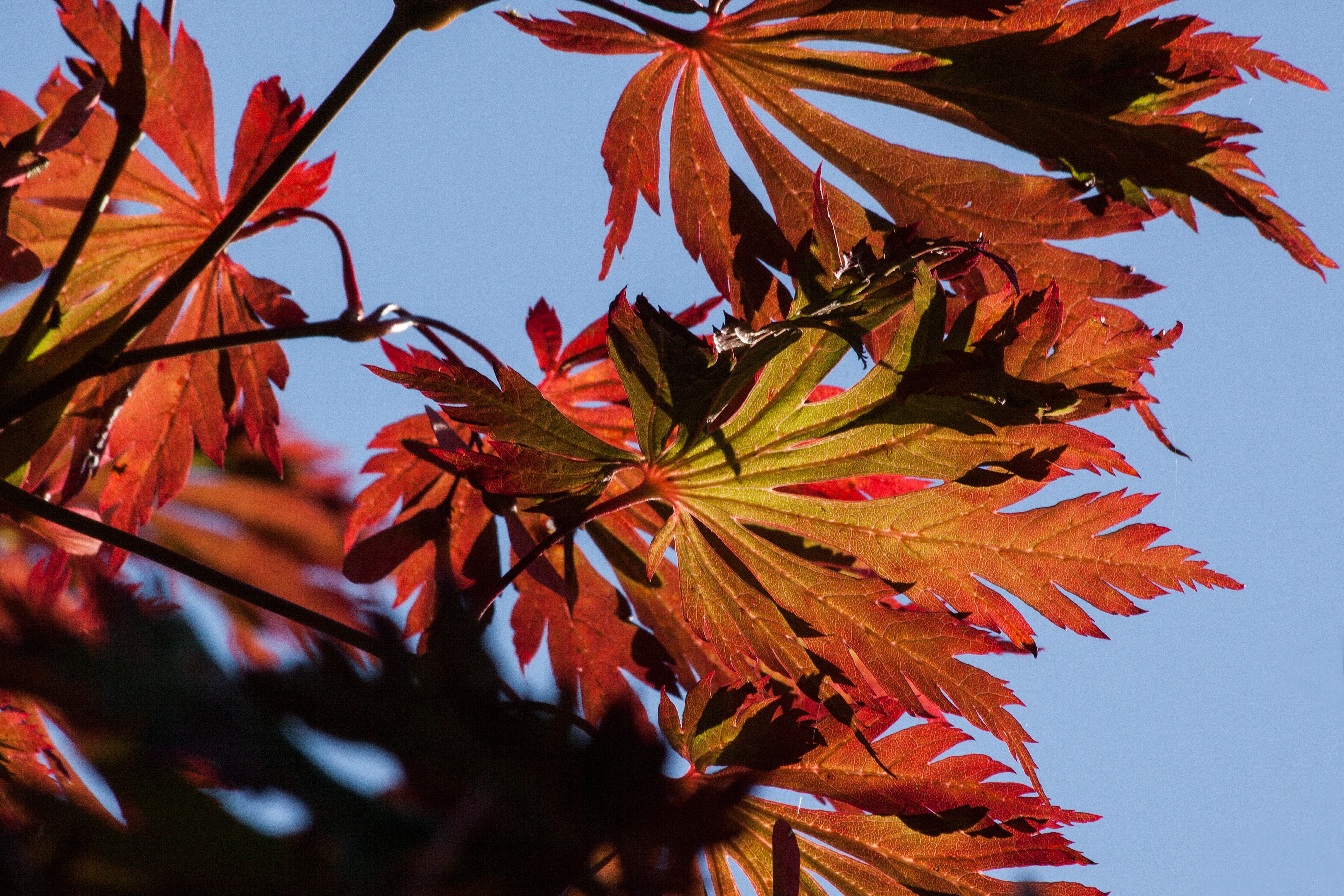 Листья клена желтые и красные. Листья японского клена. Разноцветные листья. Красный лист. Клен с красными листьями.