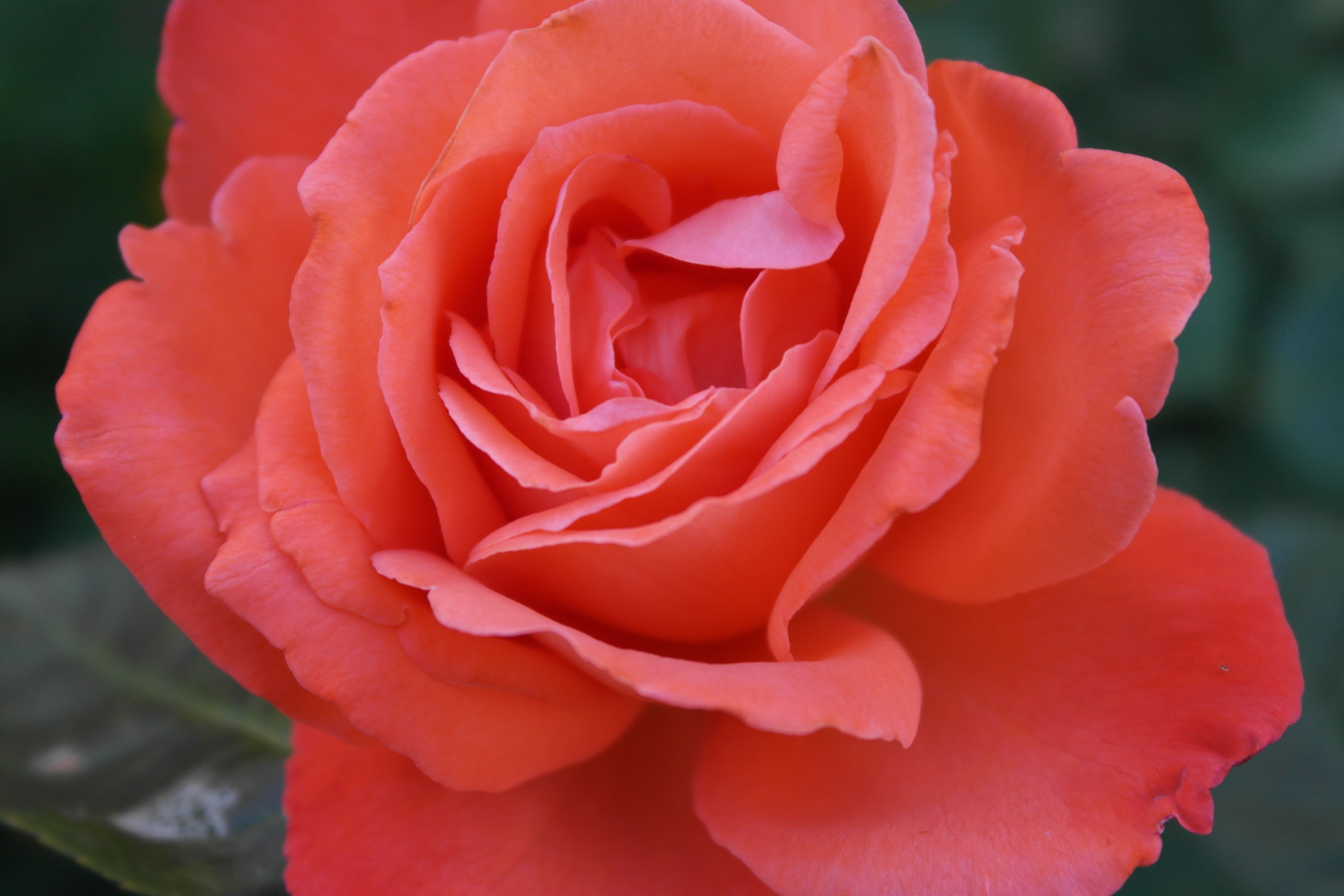Rose Petal Orange