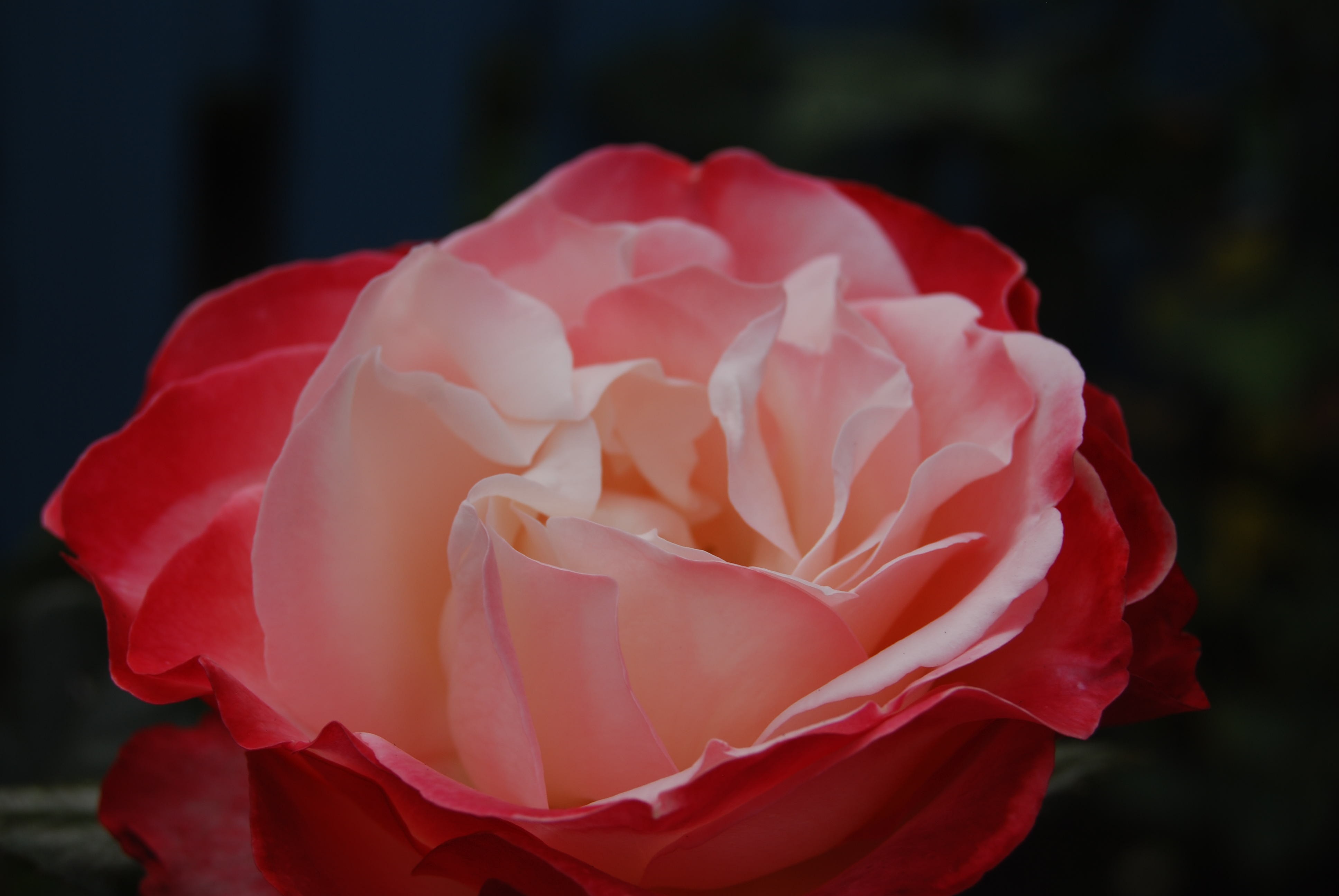 Delicate pink red rose free image download