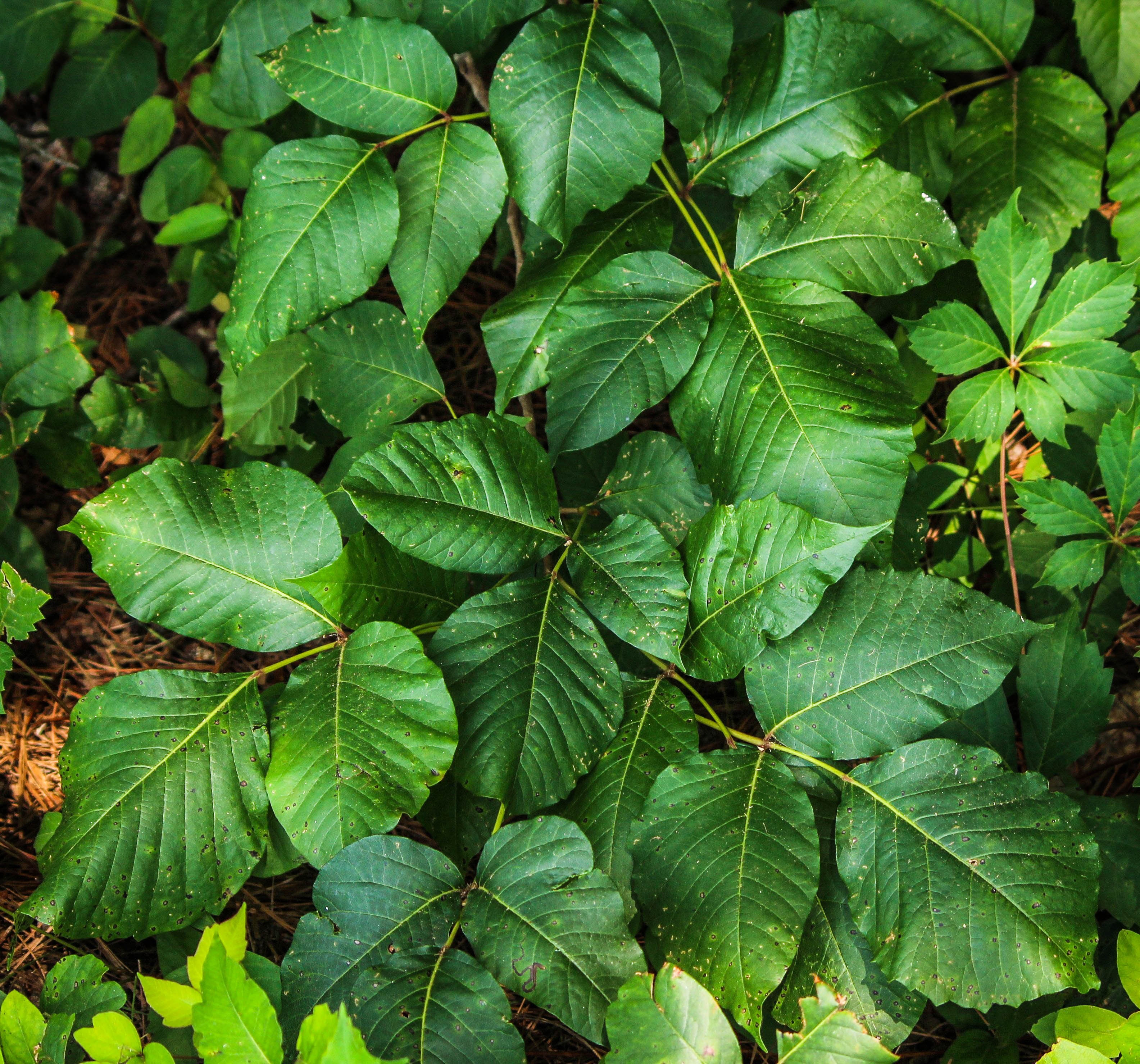 Poison plant. Плющ токсикодендрон. Плющ токсикодендрон ядовитый. Ядовитый плющрасиение. Токсикодендрон укореняющийся.