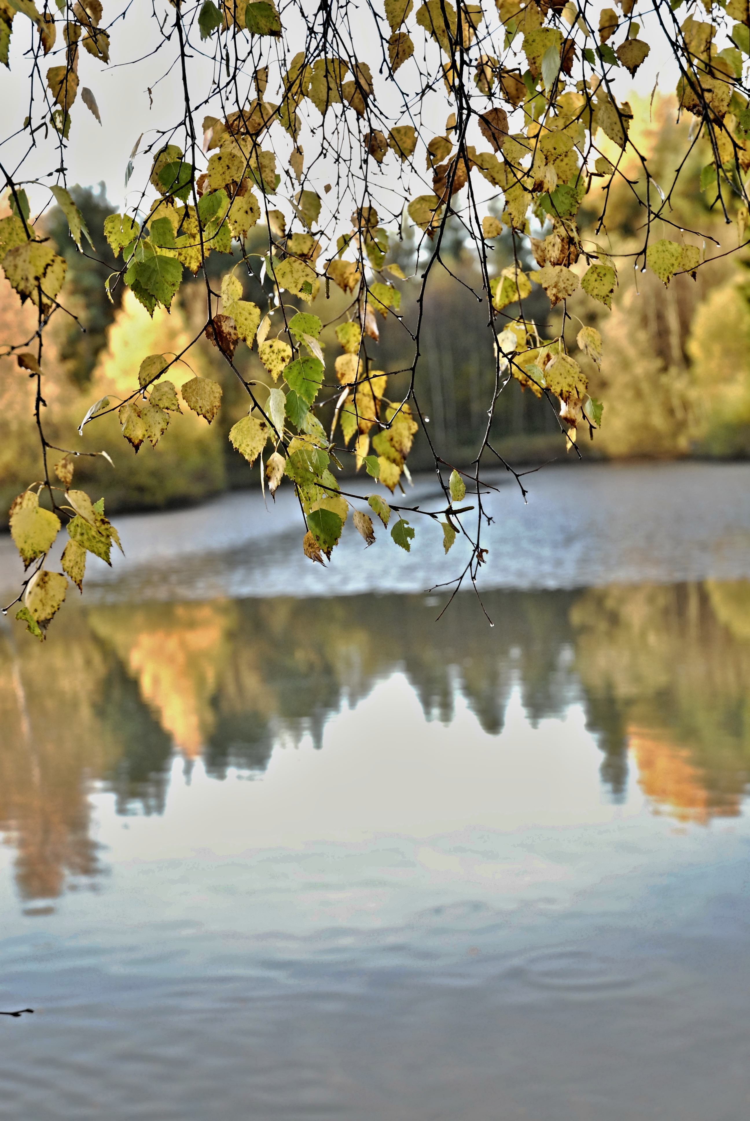 Отражение Осени В Воде Фото