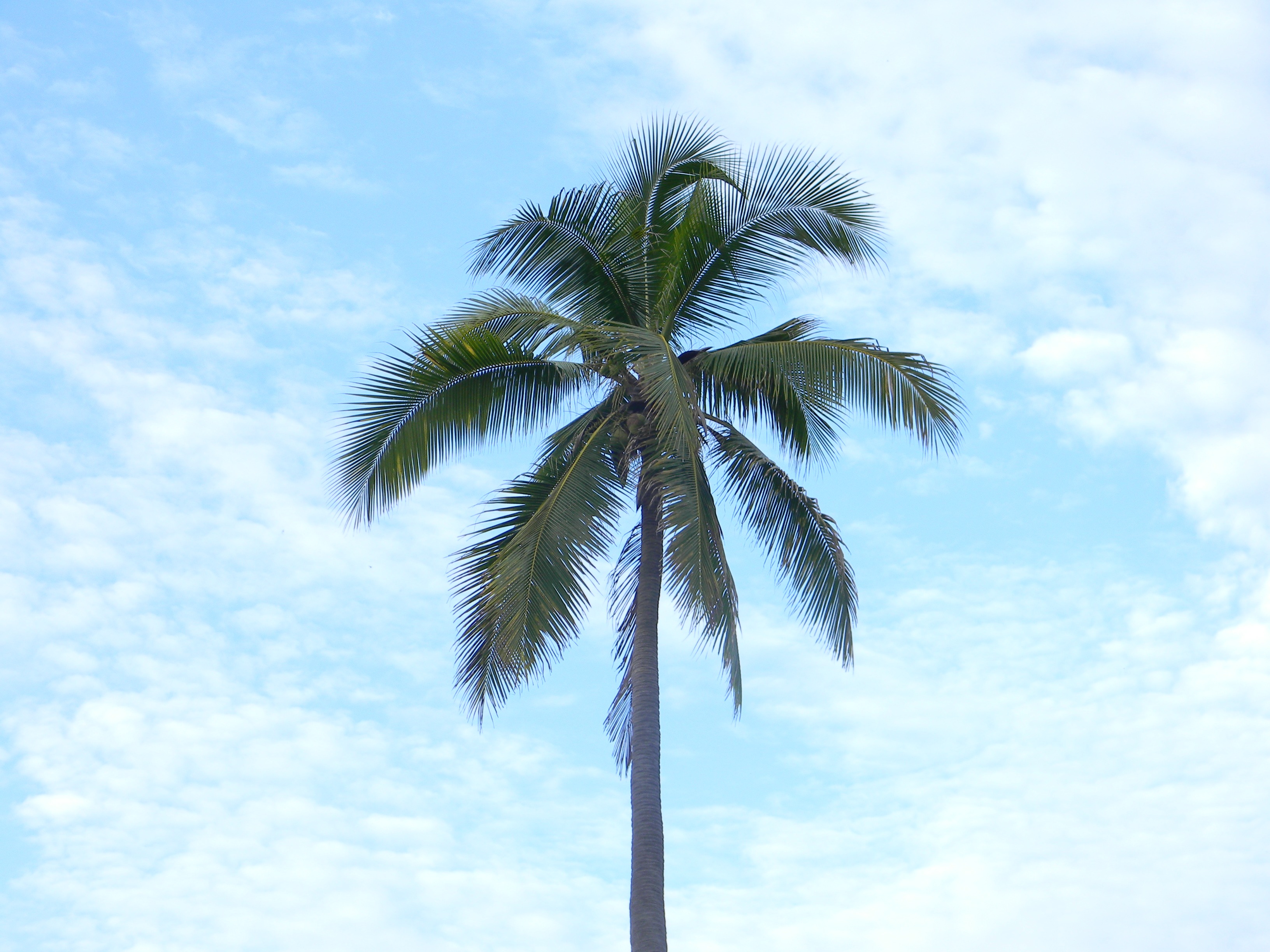 What Did The Hurricane Say To The Coconut Palm Tree