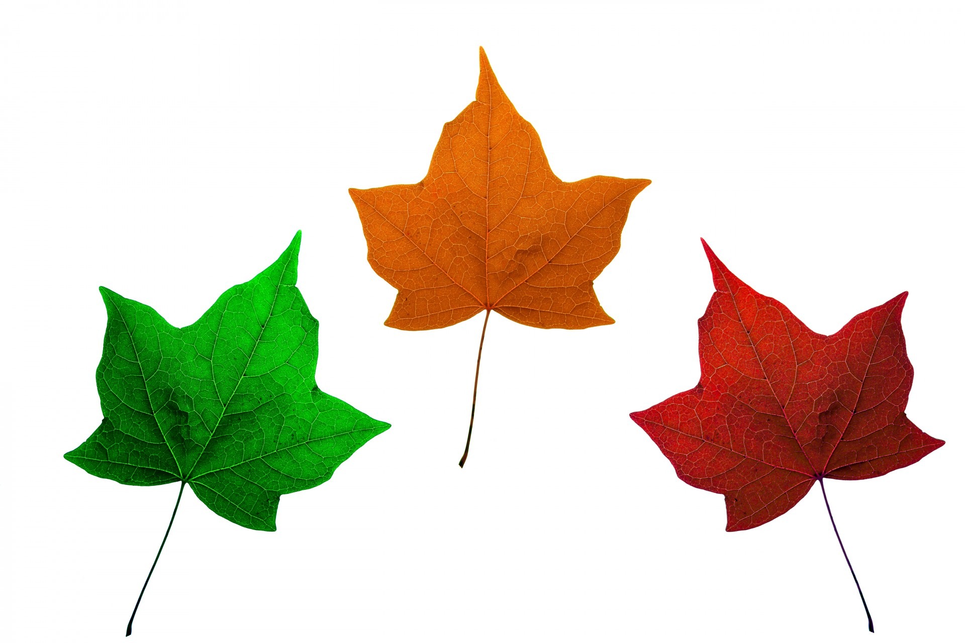 Листья клена желтые и красные. Осенние листочки. Листья деревьев. Цветной лист. Кленовые листья разных цветов.