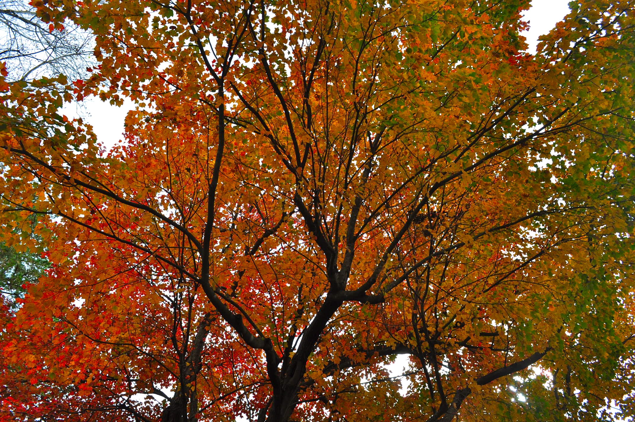 Дерево 0. Leaves Fall from the Tree.