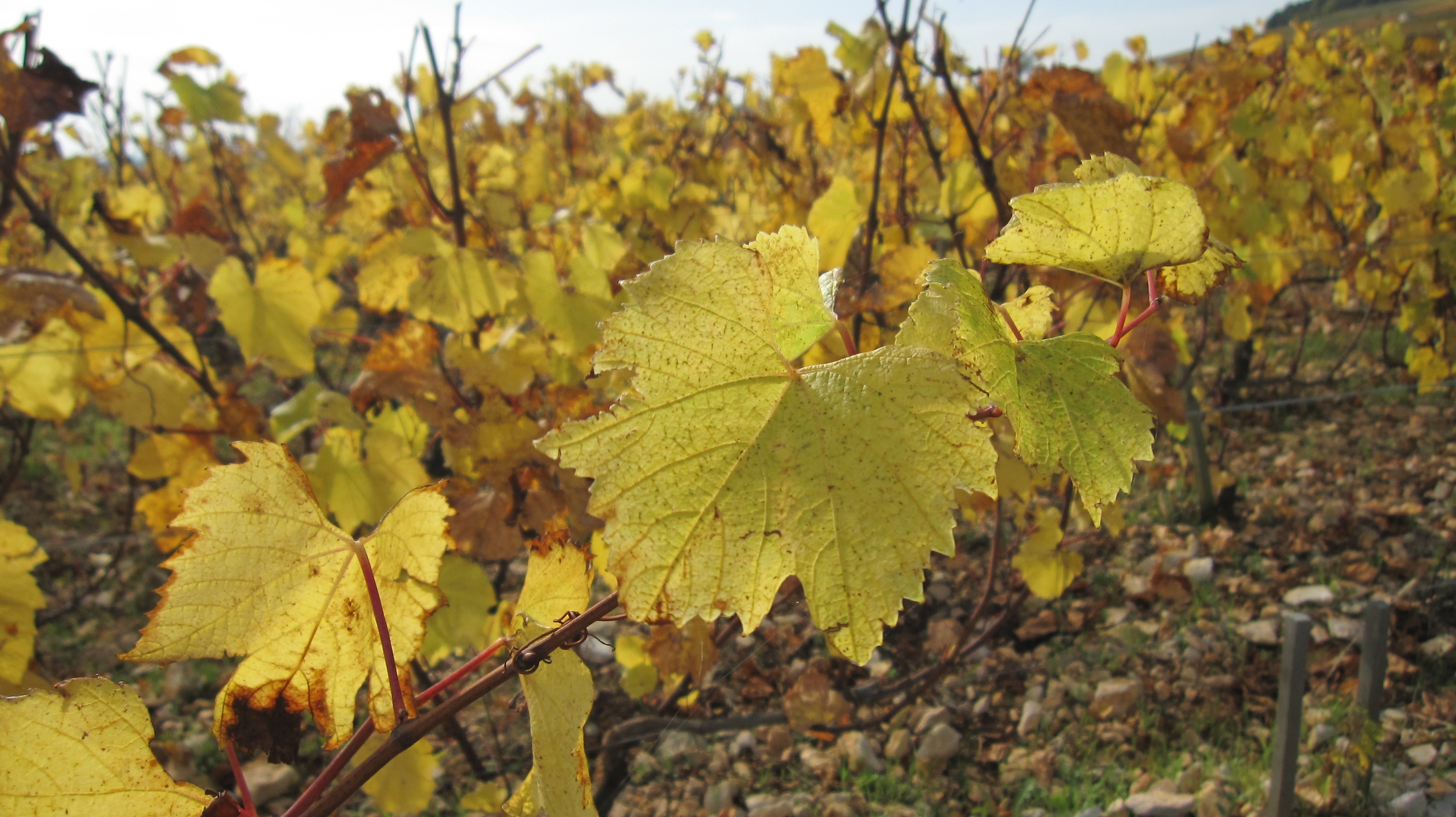 Лишай на виноградной лозе осенью