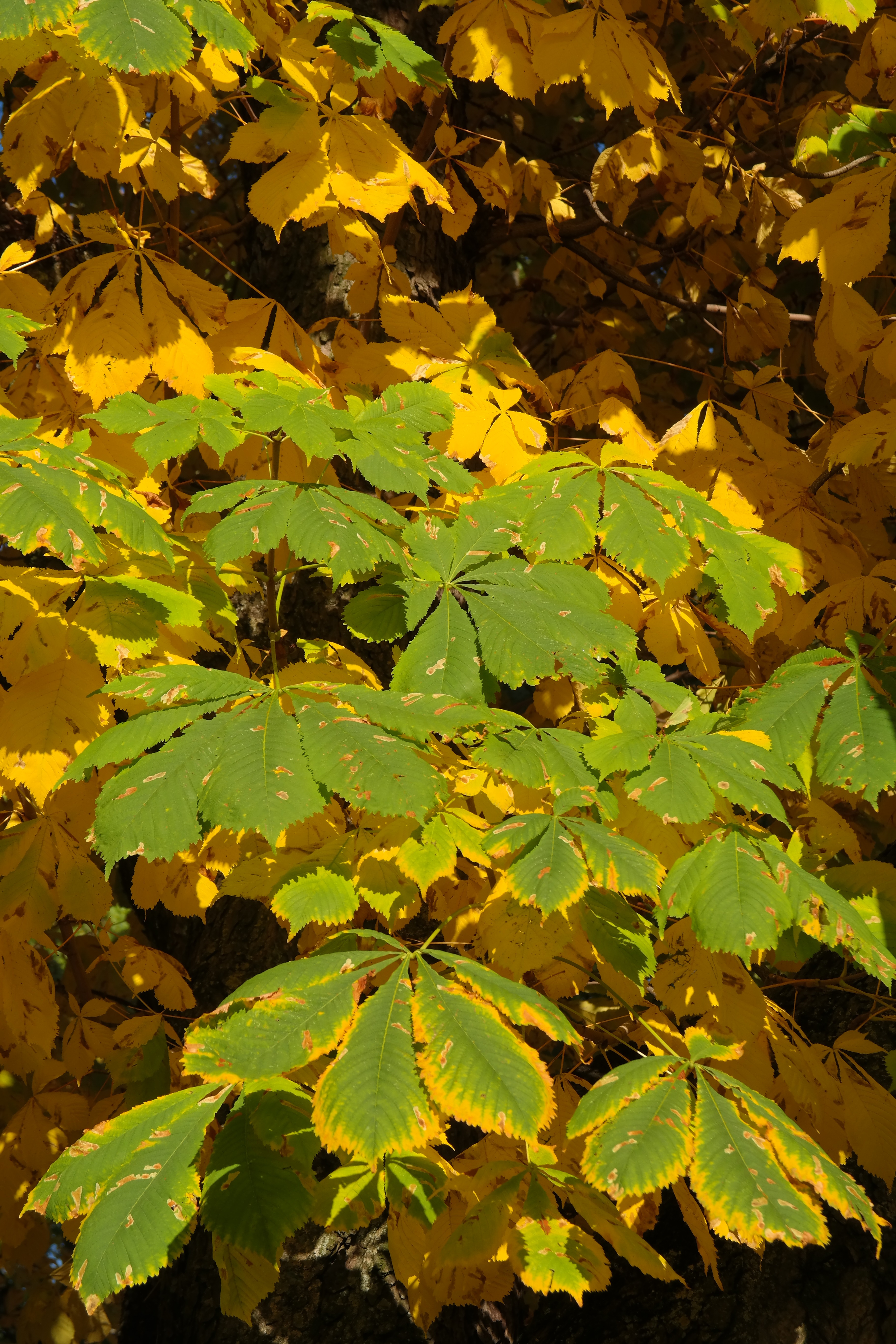 Каштановое дерево листья
