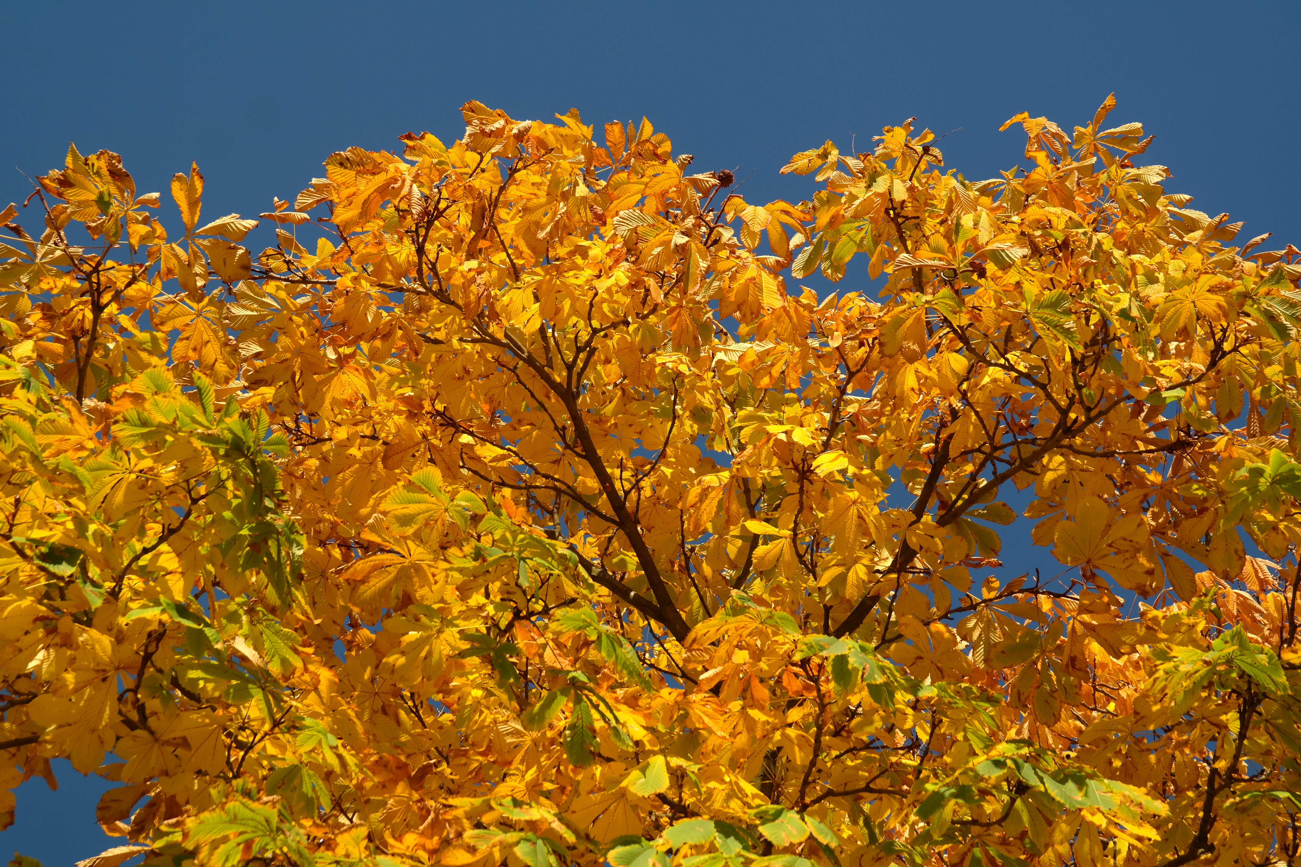 Осенний каштан дерево