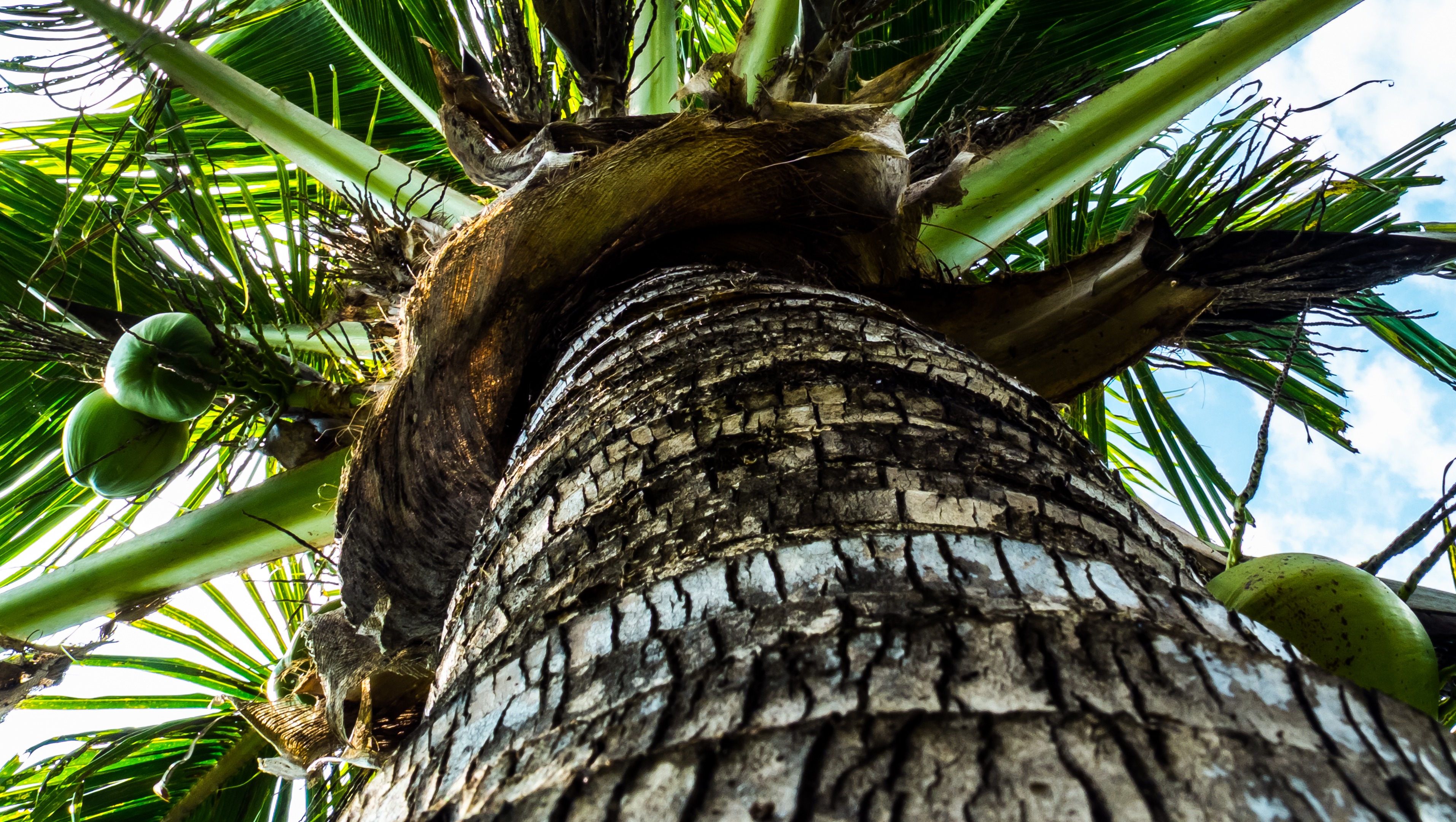 What Did The Hurricane Say To The Coconut Palm Tree