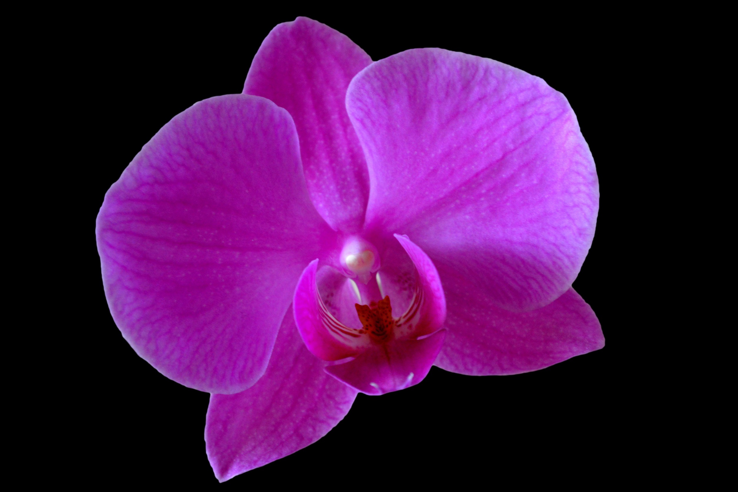 Орхидея ging Purple