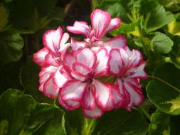 wonderful Geranium Pink