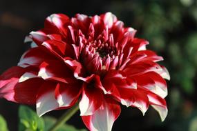 wonderful Dahlia Flowers