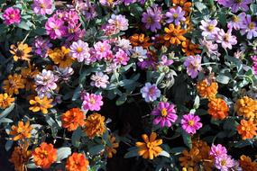 absolutely beautiful Pink and Orange Flowers