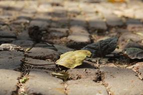 Close-Up photo of Dried Leaf on pavement