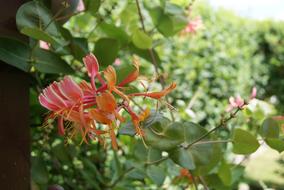 goodly Climber Plant