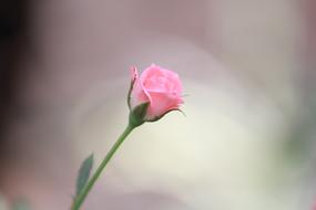 fabulous Flower Rose Pink