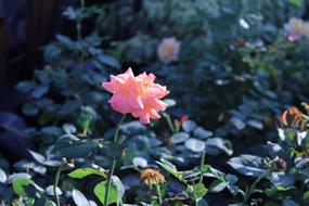 unusually beautiful Rose Pink